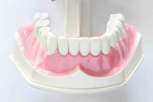 Dental Jaw Model